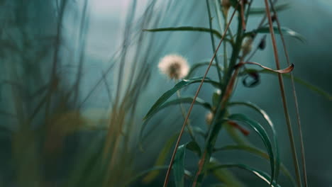 spikelet growth in forest in defocused green forest grass. calm natural view.