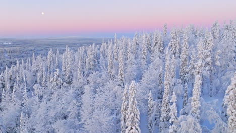 drone flying over an endless frosty forest, colorful kaamos sky in north finland