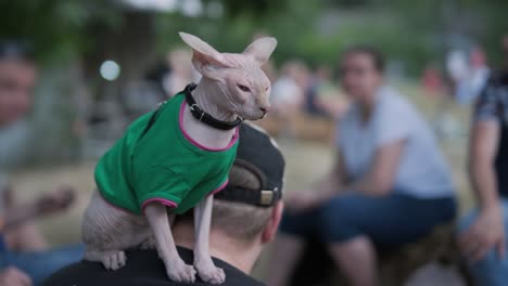 canadian sphynx on vacation sits on the shoulders of its owner. pets with big ears. sunny day and sunshine