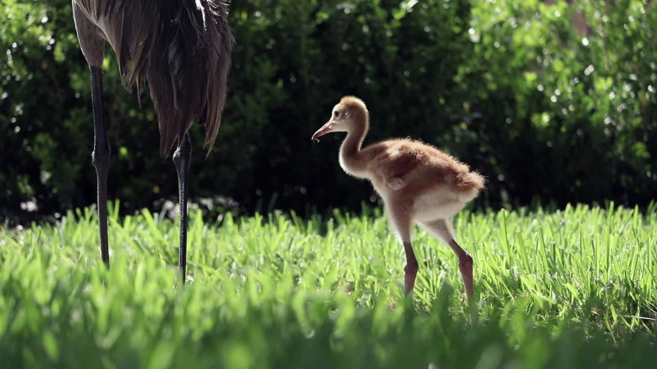 Baby Sandhill Crane following mother in afternoon sun