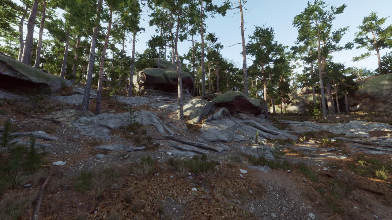 una vista panorámica de un bosque con pinos altos y rocas