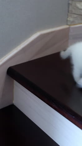playful cat on stairs. cute cat playing with small soft toy on stairs. vertical video