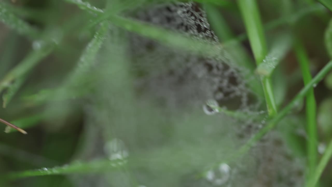 녹색 잔디의 빠른 패닝 매크로 샷 및