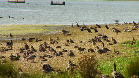 Una-Manada-De-Gansos-De-Ganso-Silvestre-Que-Se-Congregan-En-Una-Zona-De-Sequía-De-Un-Embalse-En-Rutland,-Inglaterra