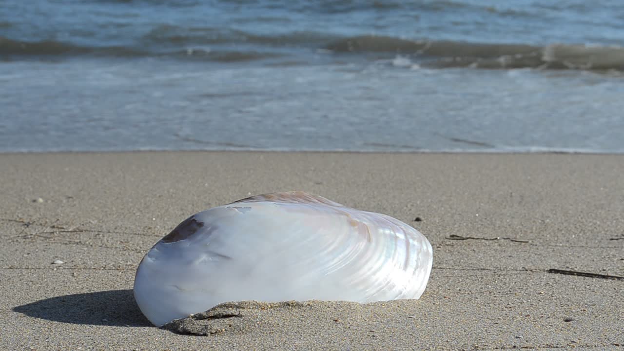 Conchiglie sulla sabbia, la spiaggia. Riprese sulla spiaggia