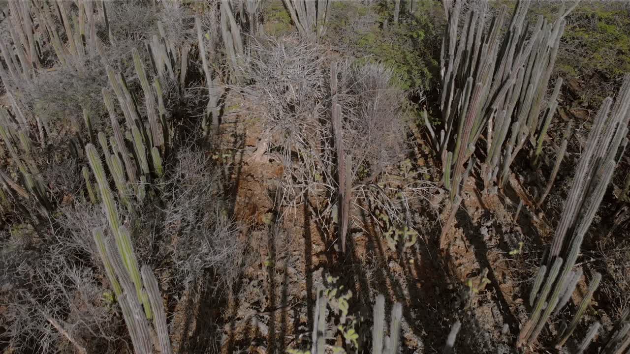 volando sobre un hermoso campo de cactus en una isla árida