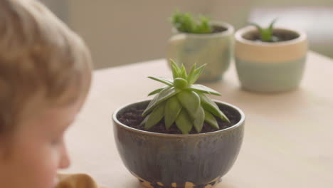 camera focuses on a plant touched by a little girl on a table