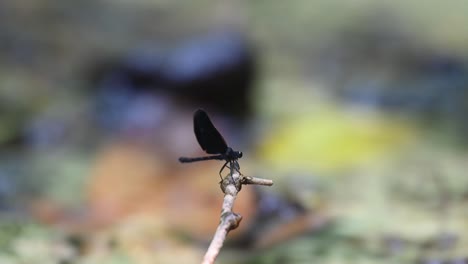 perching on a tiny twig in the middle of a small stream, a damselfly is resting amidst the flowing freshwater in a jungle in southeast asia.