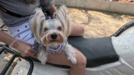 un lindo perro sentado tranquilamente en el regazo del dueño al aire libre