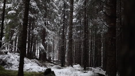 Nevando-En-Cámara-Lenta-En-Un-Bosque