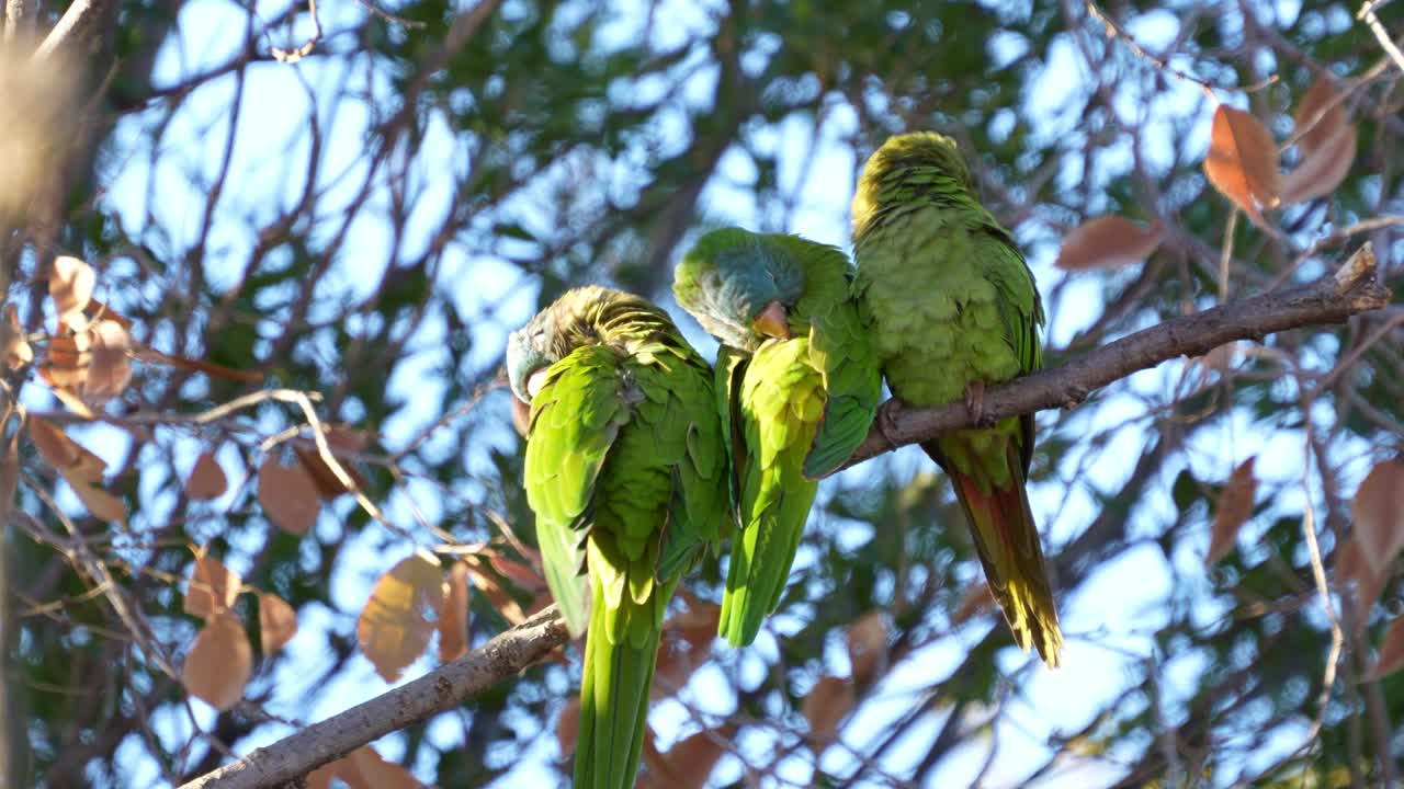 Blue-crowned Parakeets grooming, natural habitat