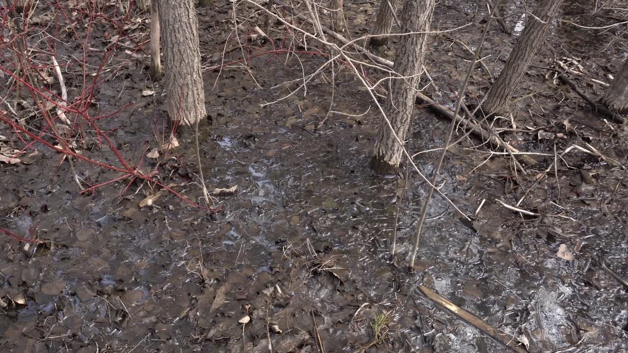 A lot of water on the ground mixed with dead leaves in early spring. In the background, many tree trunks can be seen at their bases.