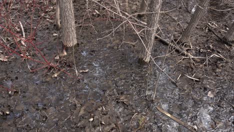 a lot of water on the ground mixed with dead leaves in early spring. in the background, many tree trunks can be seen at their bases.