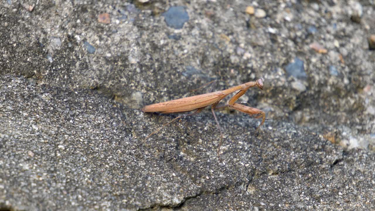 움직이지 않는 사냥용 갈색 사마귀가 갑자기 공연 돌 위를 걷거나 기어가기 시작합니다.