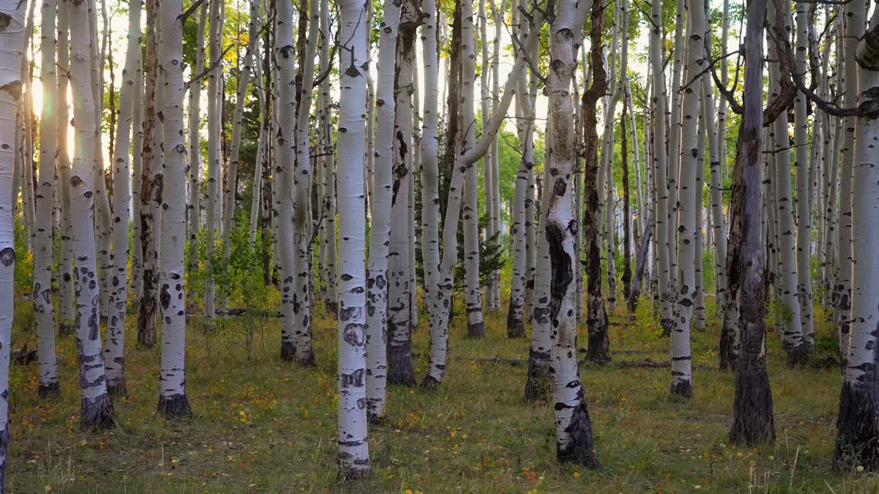 Quaking Aspen forest fall autumn foliage leaf peeping Kebler Pass Colorado sunrise sunset golden hour morning Aspen Snowmass Telluride Vail Mount Shavano San Isabel White River National Forest static