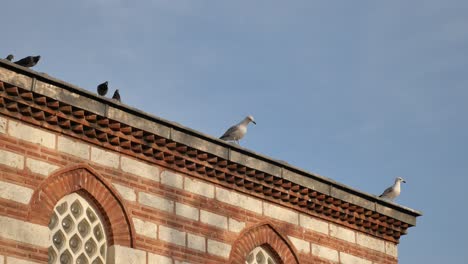 pájaros posados en el techo de una mezquita