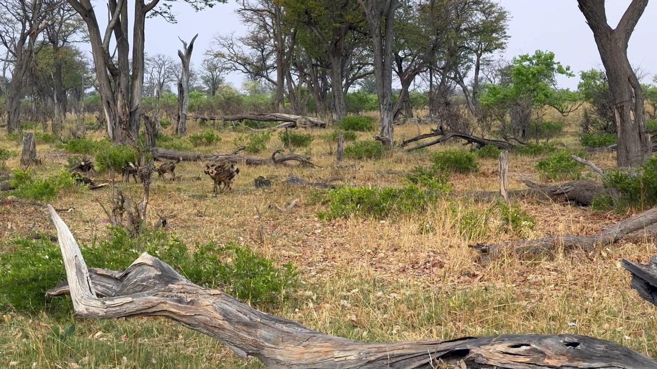 Pack of African wild dogs (Lycaon pictus), also called painted dogs, in Moremi Game Reserve. Botswana.
