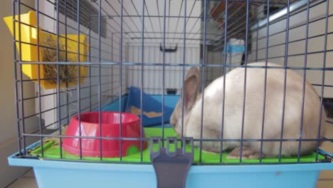 shot of a rabbit being fed with a carrot in his house cage