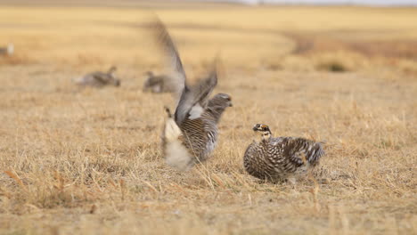 two sharp tailed grouse male birds attack each other, mating ritual