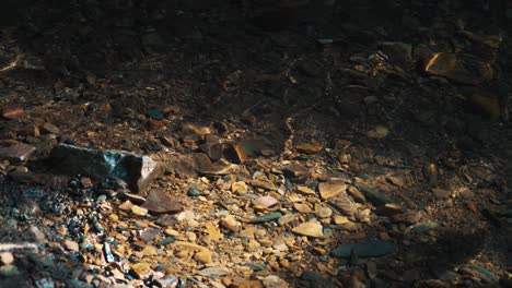 cerca de un arroyo de agua transparente, fresco y transparente que corre a través de algunas piedras pequeñas