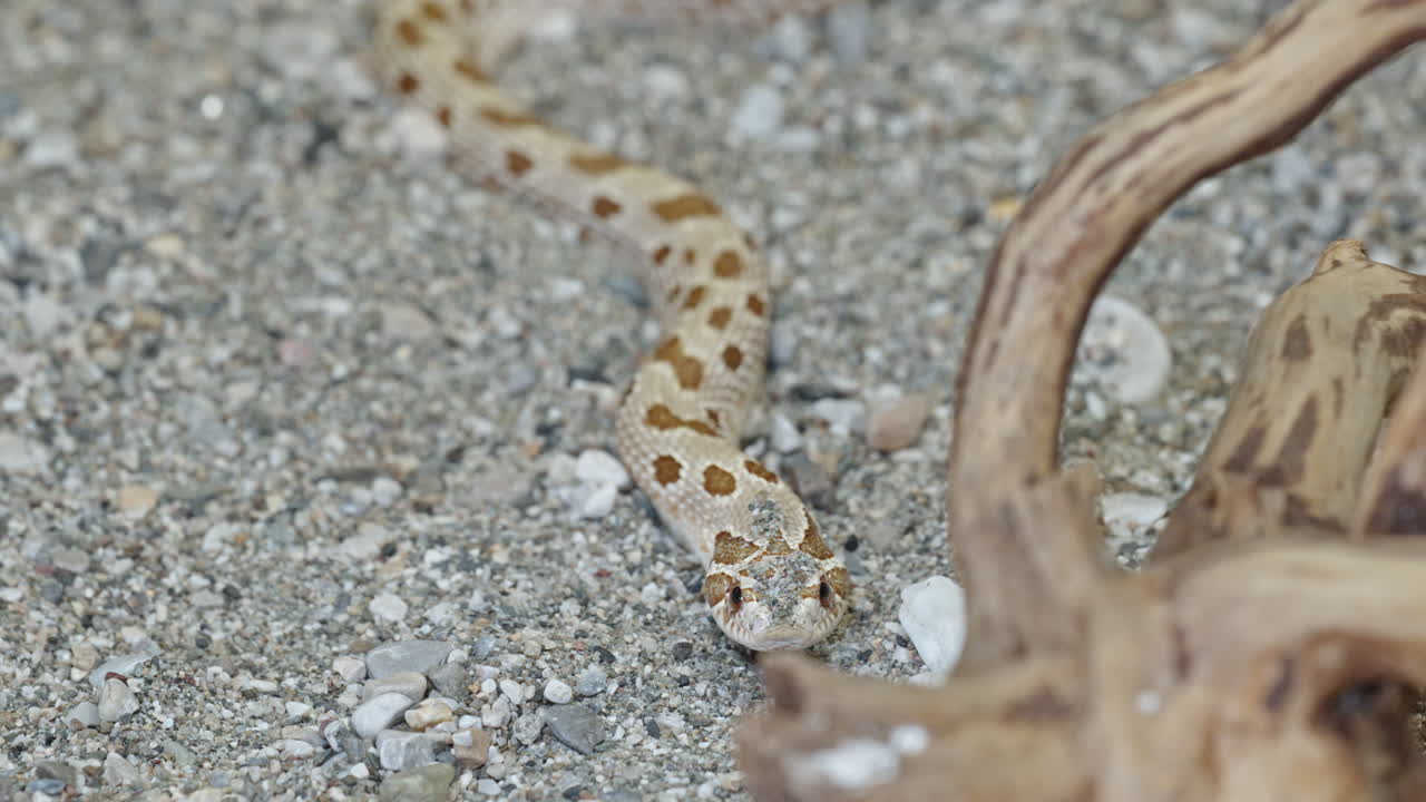 A Western Hognose snake with spotted scales slithers across sandy ground near a dry branch