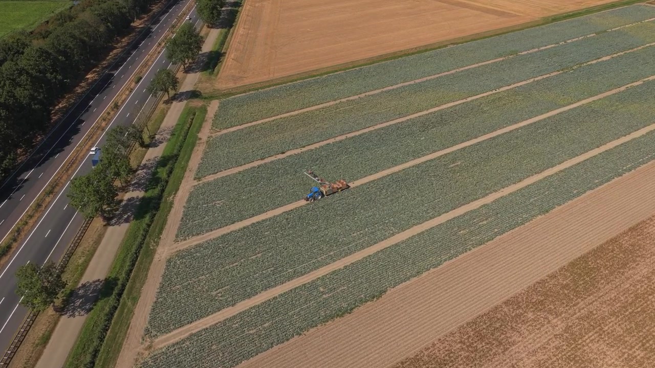 Aerial View of Tractor Harvesting Cabbage in Rural Field