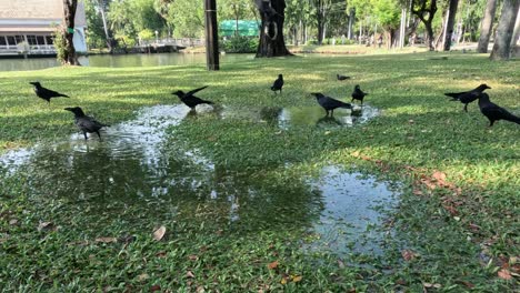 los cuervos aterrizan, se alimentan y vuelan en secuencia.