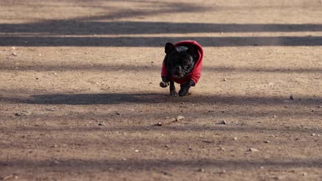 energetic dog in red sweater playing