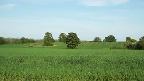 Campo-Verde-Liso-De-Cultivos-Que-Crecen-Con-Algunos-árboles-Y-Cielo-Despejado