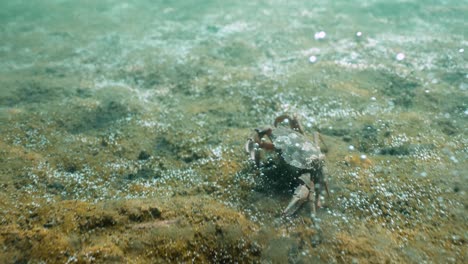 European-green-crab-running-over-seabed-releasing-bubbles-as-it-goes