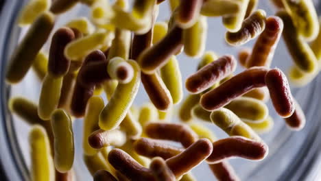 close-up view of microscopic bacteria or microorganisms