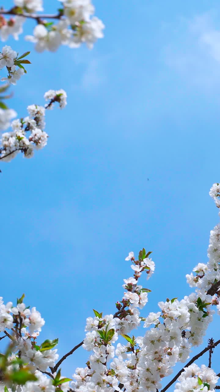 Beautiful orchard in spring. Blossoming fruit tree on clear blue sky background. Bees flying in white flowers blooming on branches in a sunny day. Copy space. Vertical video