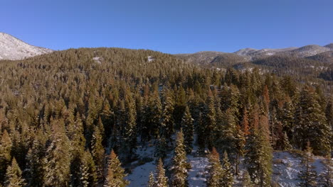 aerial over douglas firs in lake tahoe, nevada on a beautiful blue sky day