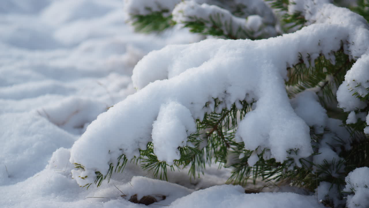 눈을 떨고 있는 전나무를 닫습니다. 가문비나무 가지에서 땅에 떨어지는 눈송이