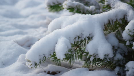 Fir-shaking-off-snow-close-up.-Snowflakes-falling-on-ground-from-spruce-twigs