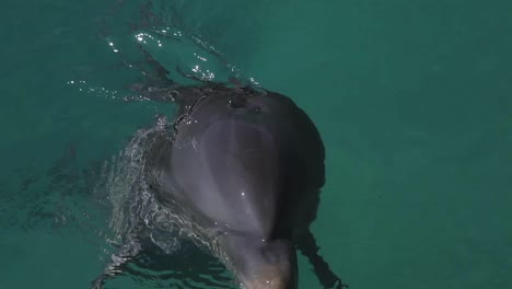 delfines 10