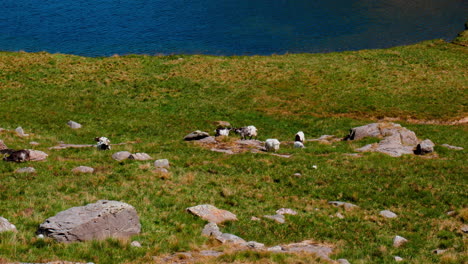 Bergziegen-Stoßen-An-Einem-Sonnigen-Sommertag-Im-Snowdonia-Nationalpark-Ihre-Köpfe-Aneinander