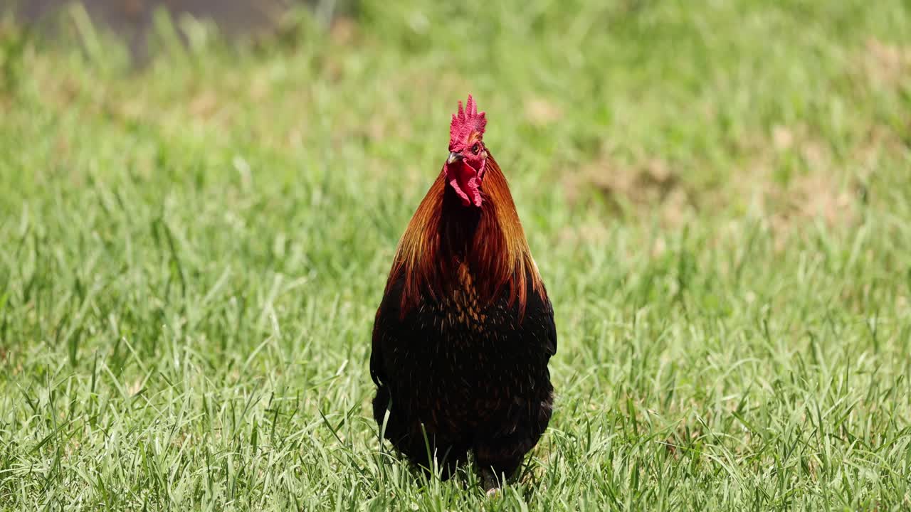 un gallo caminando con confianza en un césped