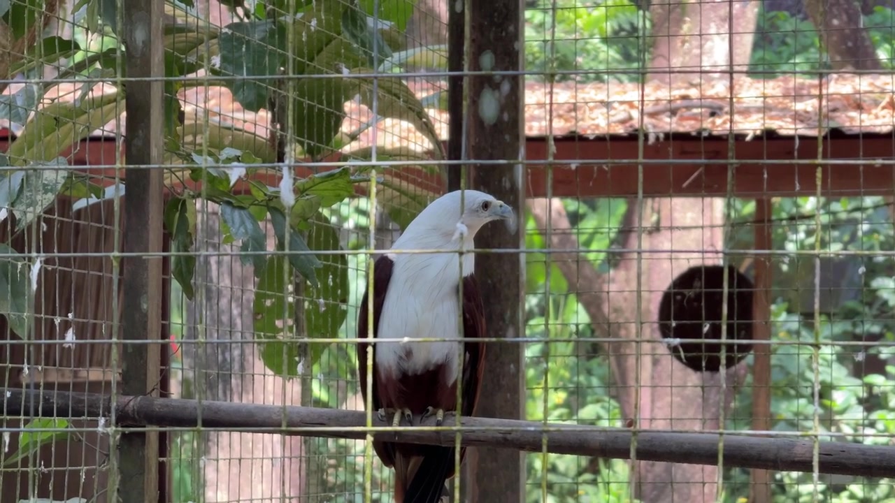 Brahminy Kite Perched on a Branch Inside an Aviary
