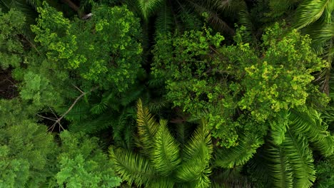 drone top down shot bird eye view of tropical amazon rain forest jungle