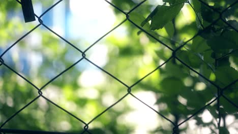 Lattice-mesh-netting-behind-which-is-the-forest