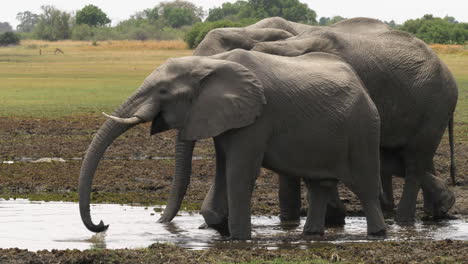 a parade of african bush elephants drinking from a body of water