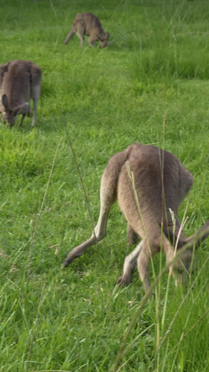 Group Of Eastern Grey Kangaroos Feeding On Grassy Field In Queensland, Australia. vertical shot