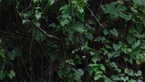 Der-Nach-Rechts-Gerichtete-Vogel-Fliegt-Dann-In-Richtung-Seines-Rückens-Weg,-Um-Ein-Insekt-Zu-Fangen,-Und-Kehrt-Dann-Zu-Seinem-Sitzplatz-Zurück,-Blaubärtiger-Bienenfresser-Nyctyornis-Athertoni,-Thailand