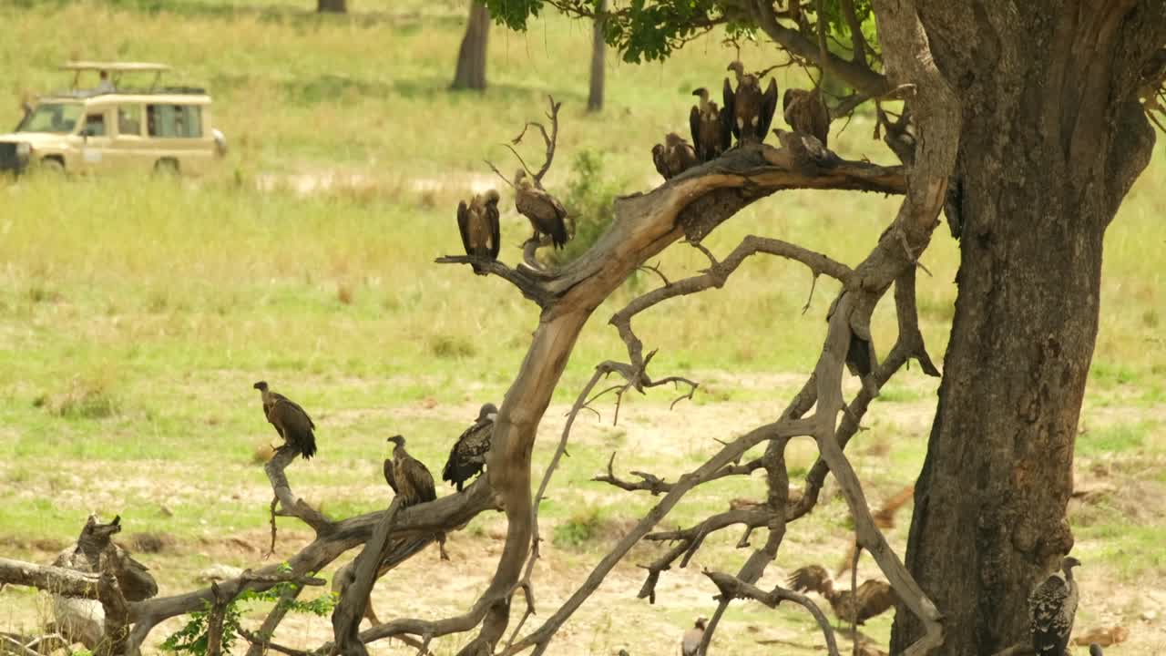 한 무리의 관광객들이 suv를 타고 독수리 무리를 지켜보고 있다