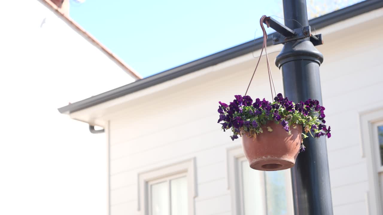 Hanging planter with purple flowers on a streetlamp