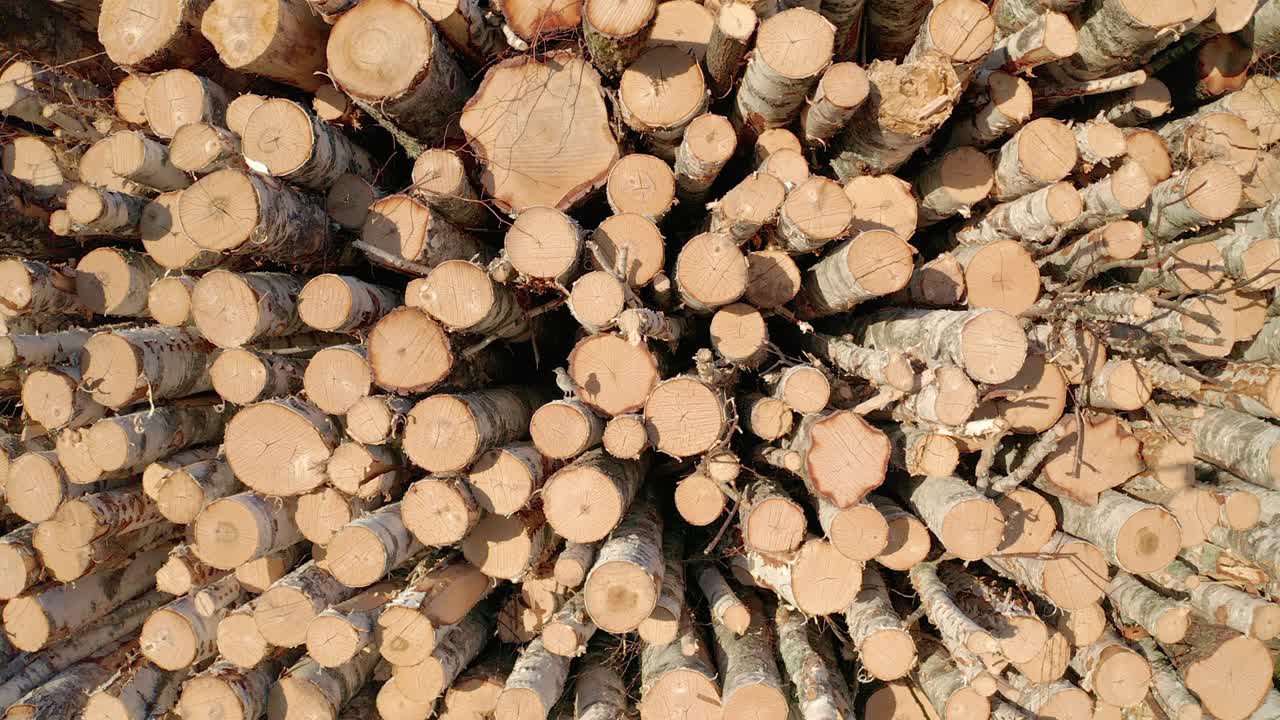 Cut logs of birch on the green meadow in the forest