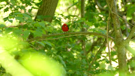 small red bird with black wings perched on a branch before taking off in the middle of the woods