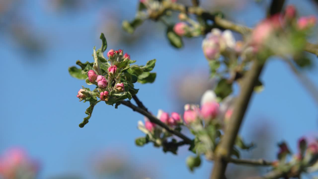 Bloesem van een appelboom in de lente