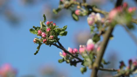 flowers of an apple tree blossom at spring